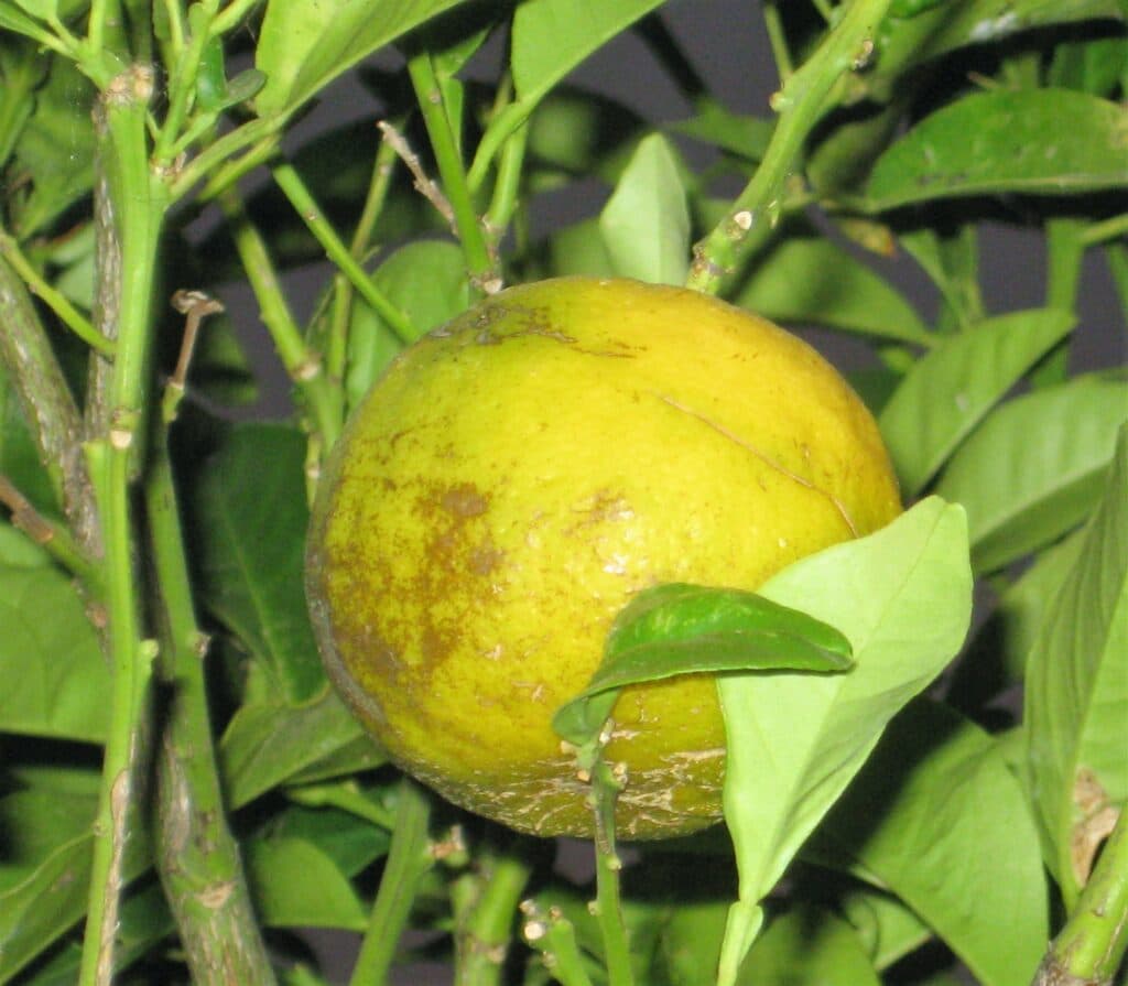 Citron Portugal